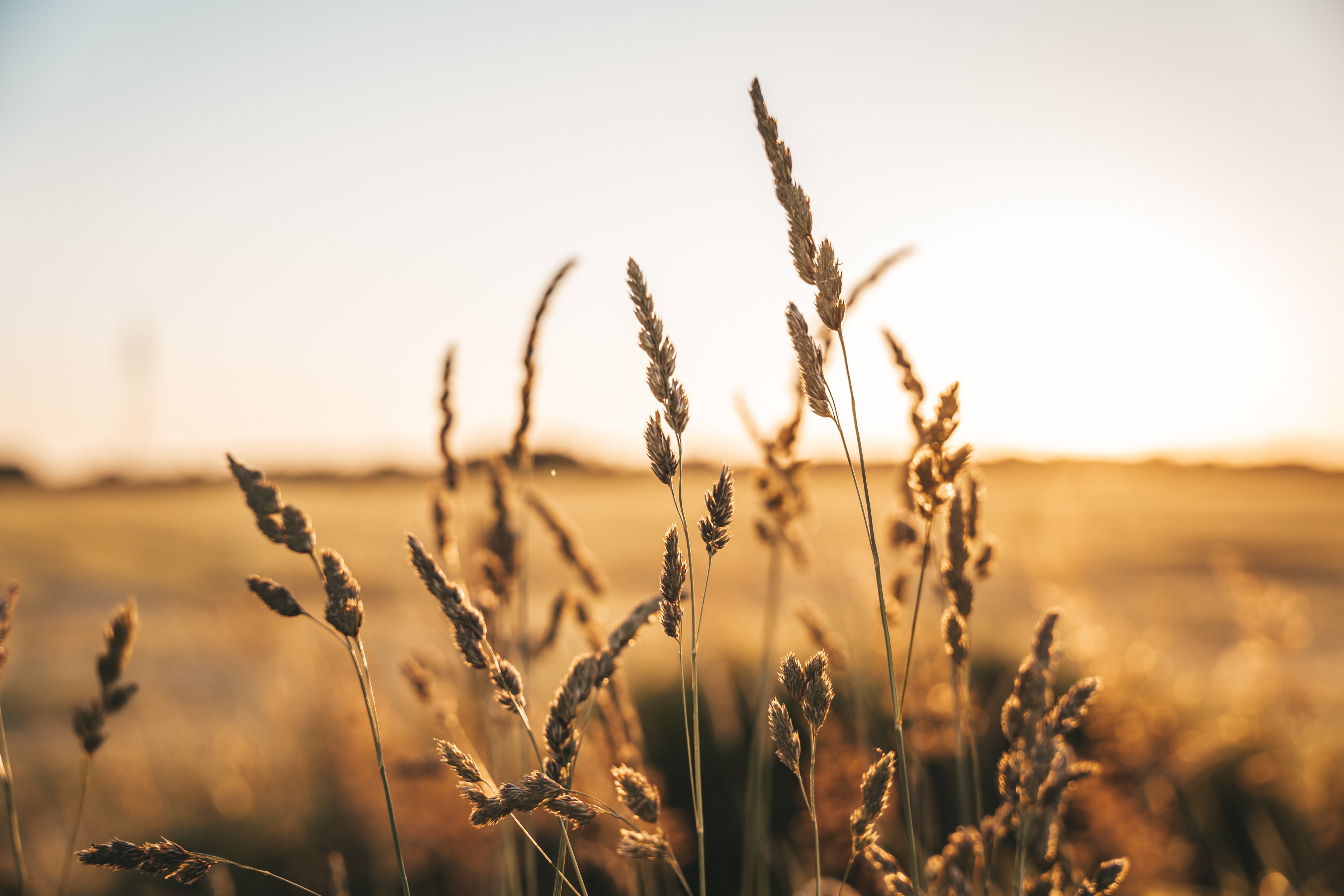 Close-up of golden wheat stalks in a sunlit field against a clear sky, conveying a serene, warm, and pastoral atmosphere.