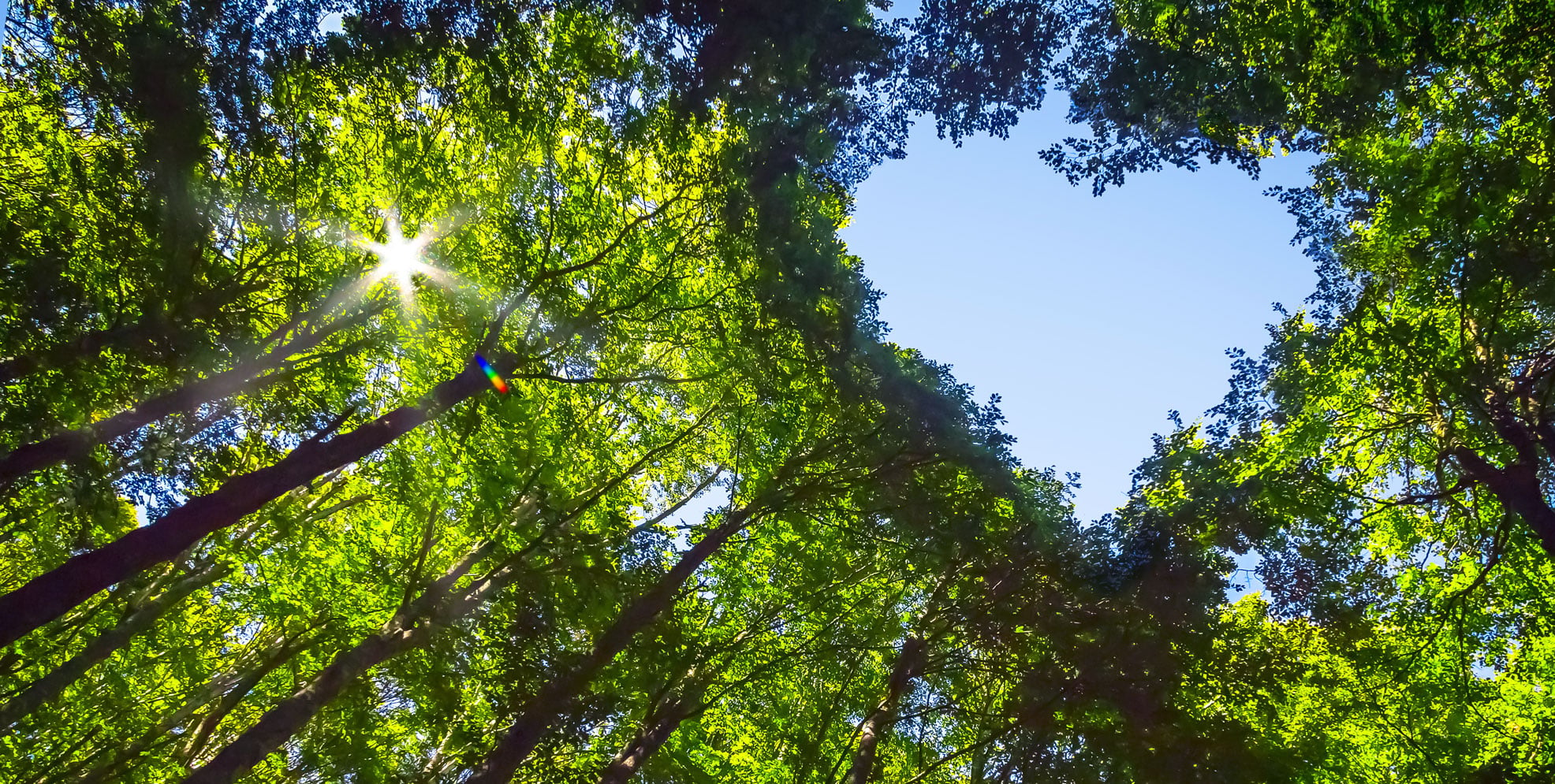 View of a forest canopy from below, with sunlight streaming through leaves. The sky is visible in a heart-shaped opening.