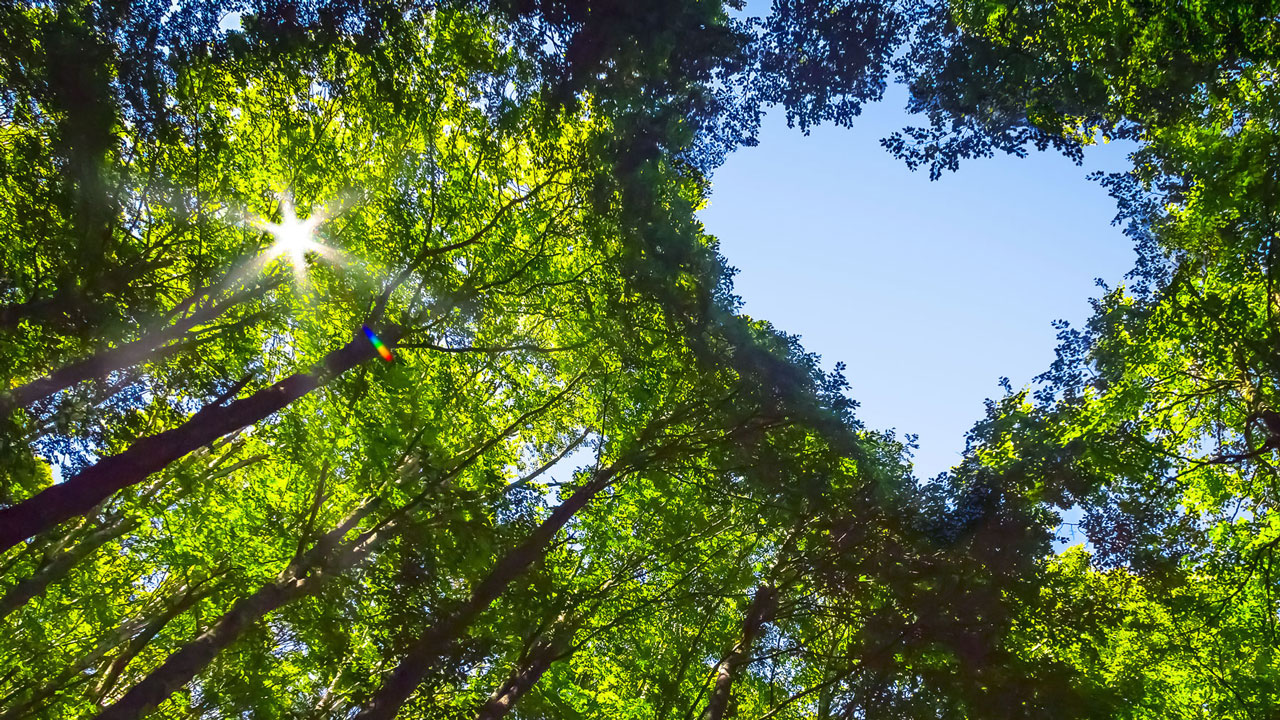 View from the ground of a forest canopy where treetops form a heart shape, revealing blue sky and sunlight.